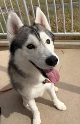 An adult large-sized male Husky dog named Cyro for adoption in Sierra Vista, AZ