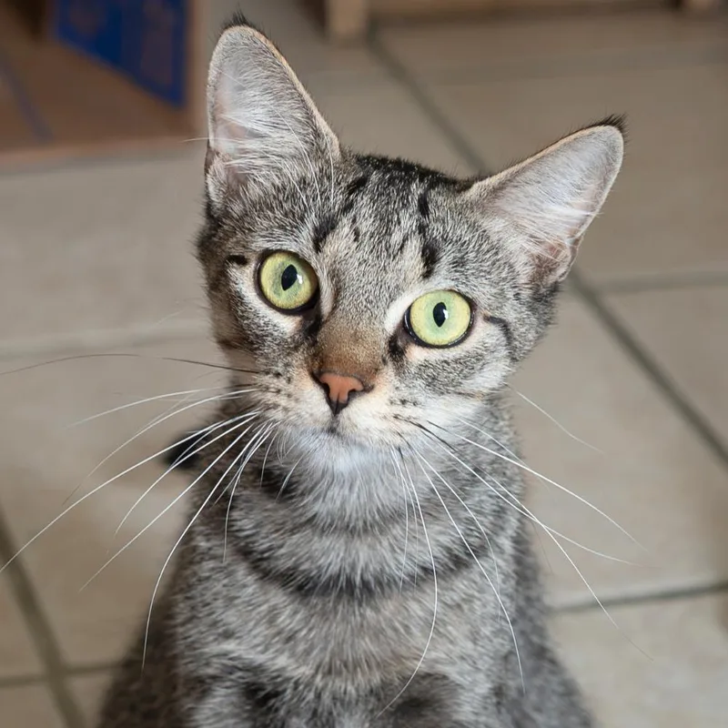 An adult small-sized female Domestic Short Hair cat named Angelfish for adoption in Port Washington, NY