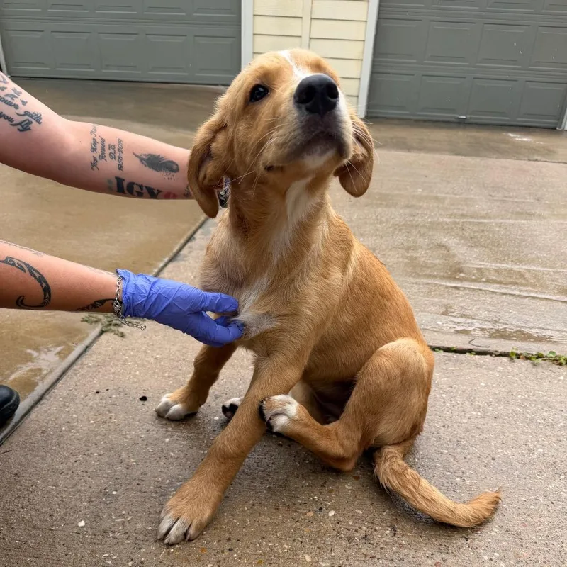 A baby small-sized female Yellow / Tan / Blond / Fawn Anatolian Shepherd dog named Ginger for adoption in Bastrop, TX