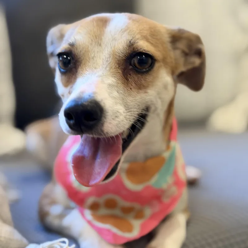 A young small-sized female Jack Russell Terrier dog named Annie Little Baby Girl for adoption in Lake Forest, IL