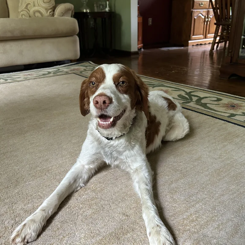 A young medium-sized male Brittany Spaniel dog named Dodge for adoption in Marion, MA