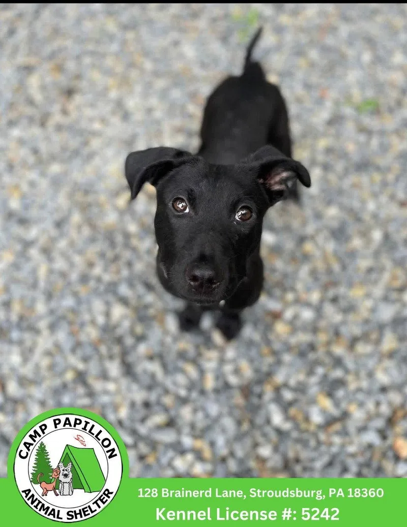 A young medium-sized male Pit Bull Terrier dog named Lyric for adoption in Stroudsburg, PA