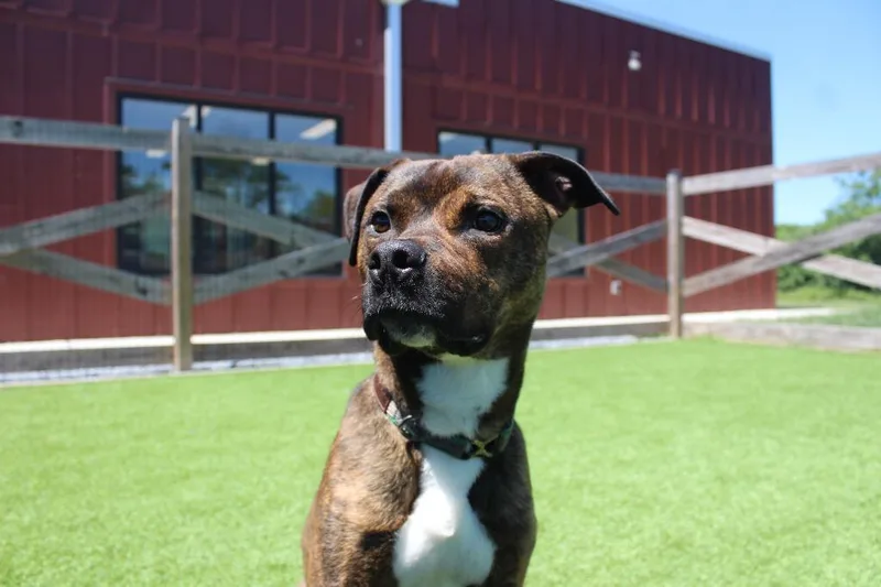 A young medium-sized male Brindle Pit Bull Terrier dog named Knox for adoption in Chestertown, MD