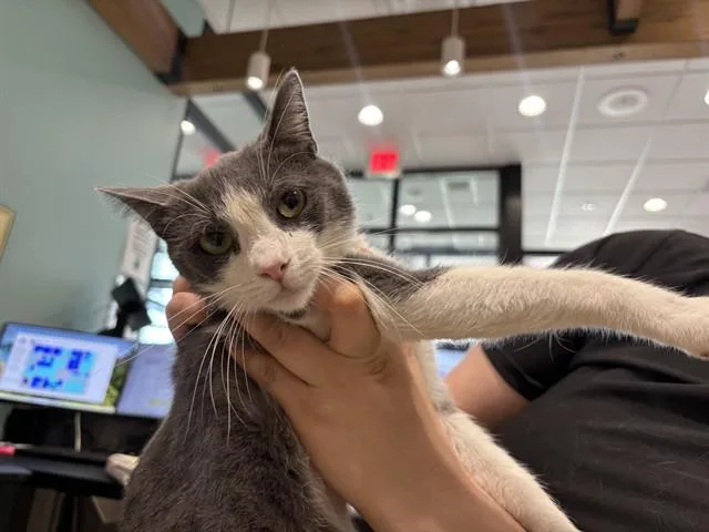 A young medium-sized male Domestic Short Hair cat named Whirlpool for adoption in Garland, TX