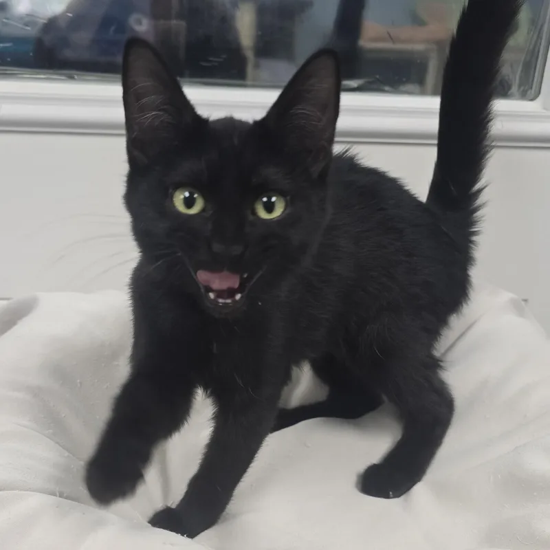 A baby medium-sized female Black Domestic Short Hair cat named Kiwi for adoption in Farmington, MO