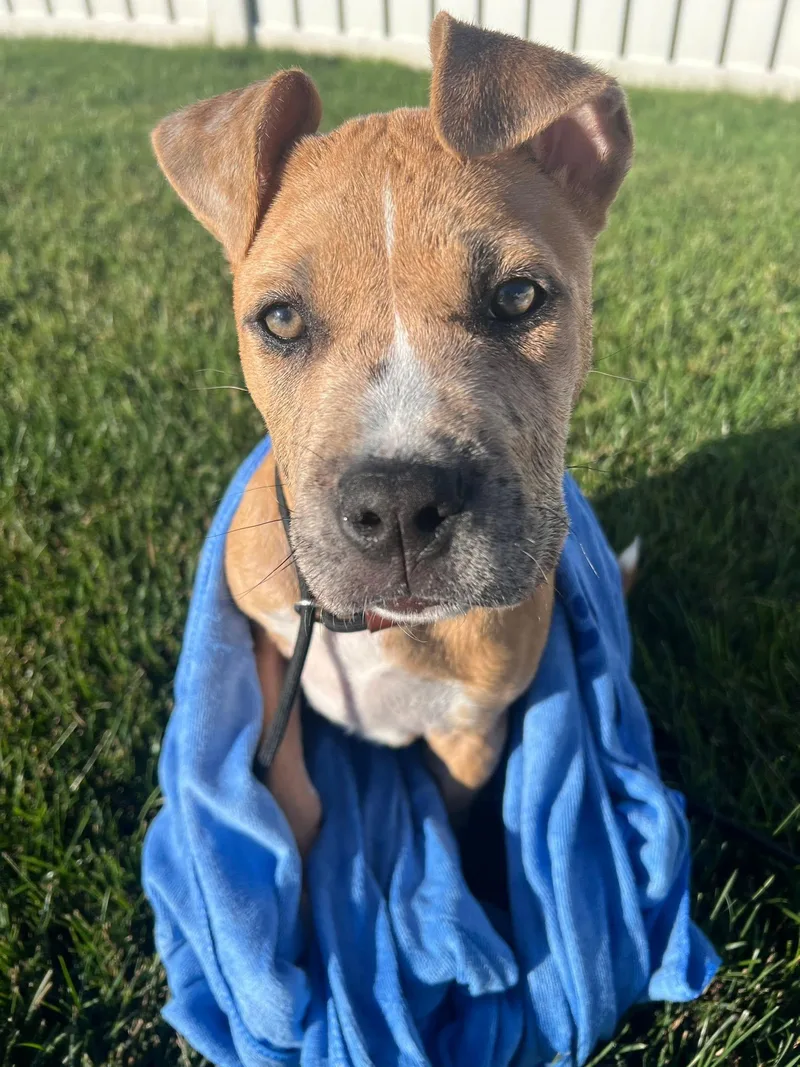 A baby medium-sized male Tricolor (Brown, Black, & White) Pit Bull Terrier dog named Butter for adoption in Seville, OH