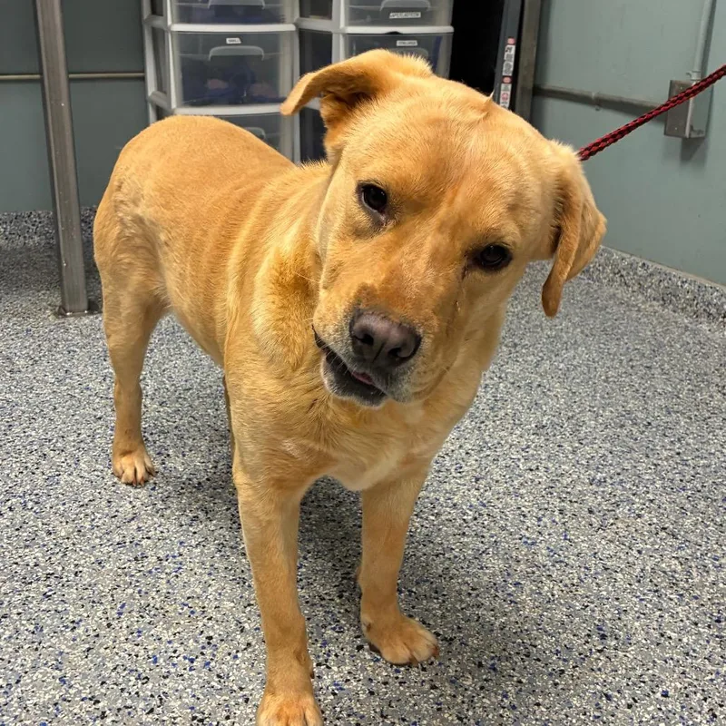 An adult medium-sized male Golden Labrador Retriever dog named Oakie for adoption in Greenville, SC