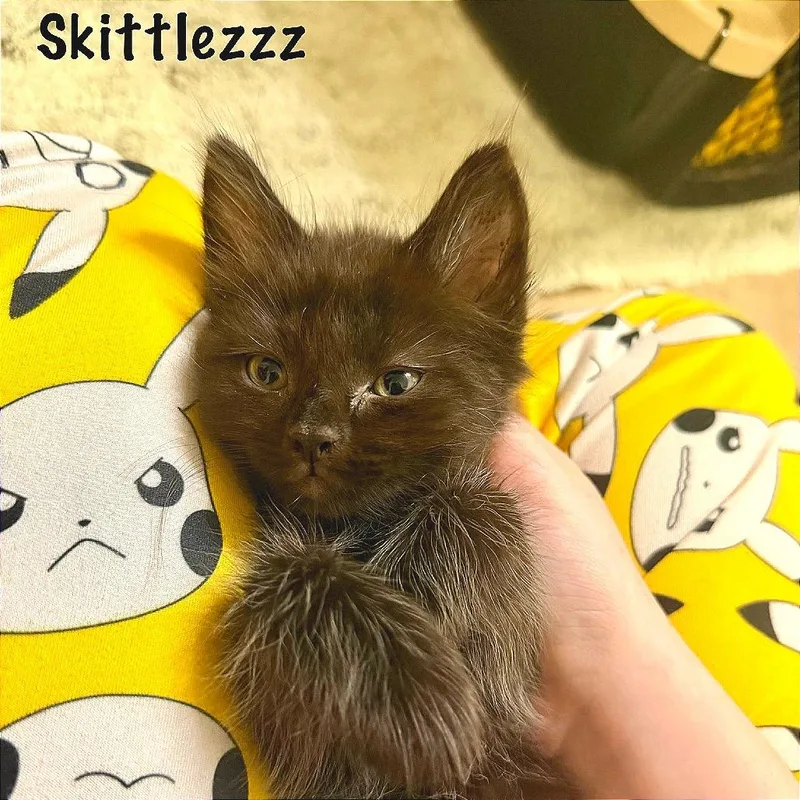 A baby small-sized male Black Domestic Medium Hair cat named Skittlezz for adoption in Fredericksburg, VA