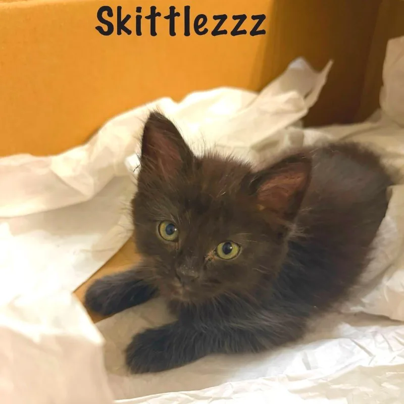Skittlezz thumbnail 2