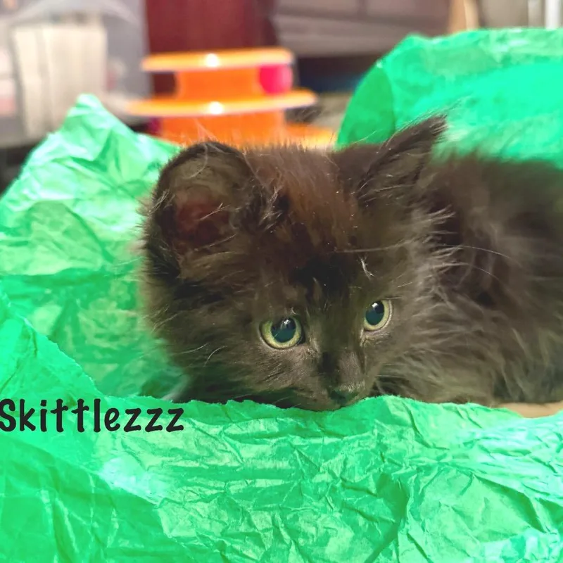 Skittlezz thumbnail 4