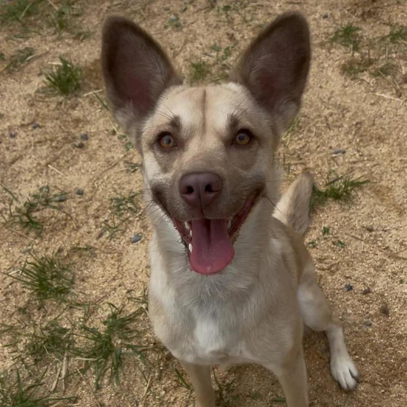 An adult medium-sized female Yellow / Tan / Blond / Fawn Mixed Breed dog named Malibu for adoption in Fairmont, WV