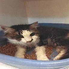 A senior small-sized female Brown / Chocolate Domestic Long Hair cat named Izzy for adoption in Webster, TX