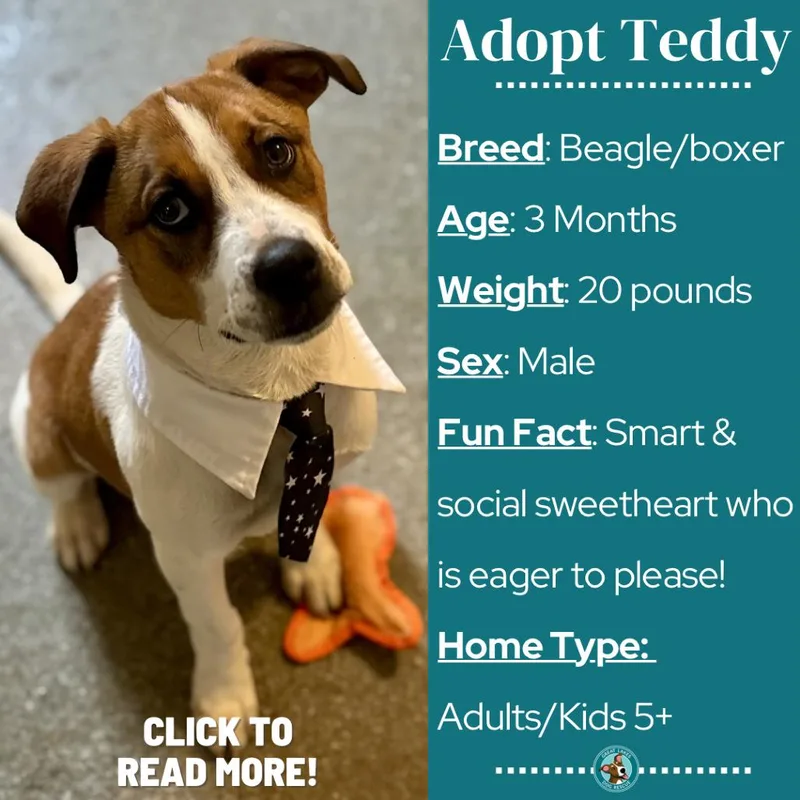 Teddy thumbnail 2