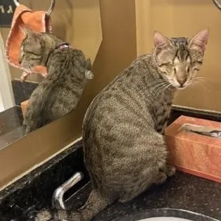 A baby medium-sized female Tabby cat named Bonded Gigiand Gizmo for adoption in Woodbridge, VA