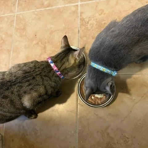 Bonded  Gigiand Gizmo thumbnail 3