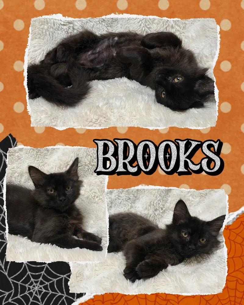 A baby medium-sized male Domestic Medium Hair cat named Brooks for adoption in Pasco, WA