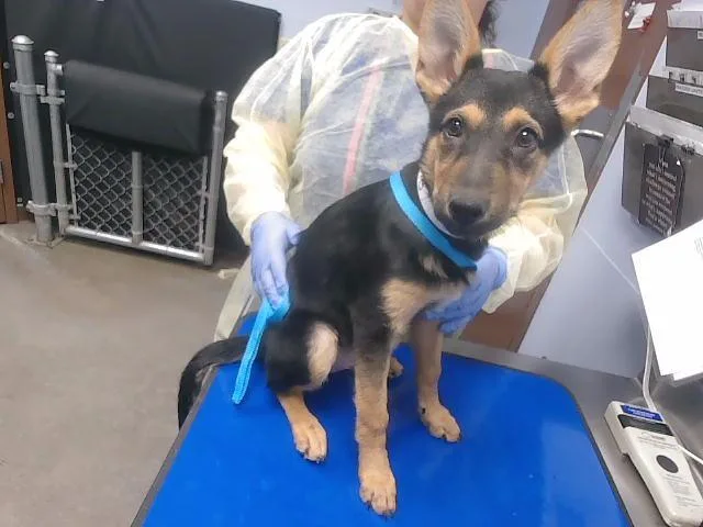 A baby small-sized female German Shepherd Dog dog named Sonia for adoption in Phoenix, AZ