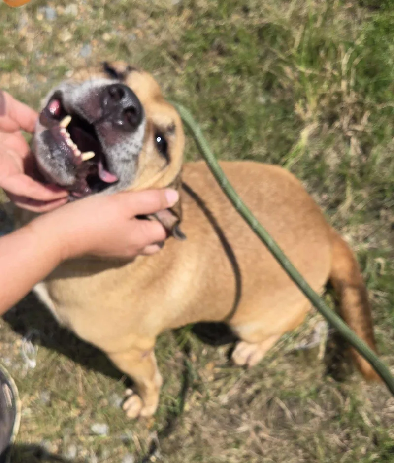 Billy Idol thumbnail 2