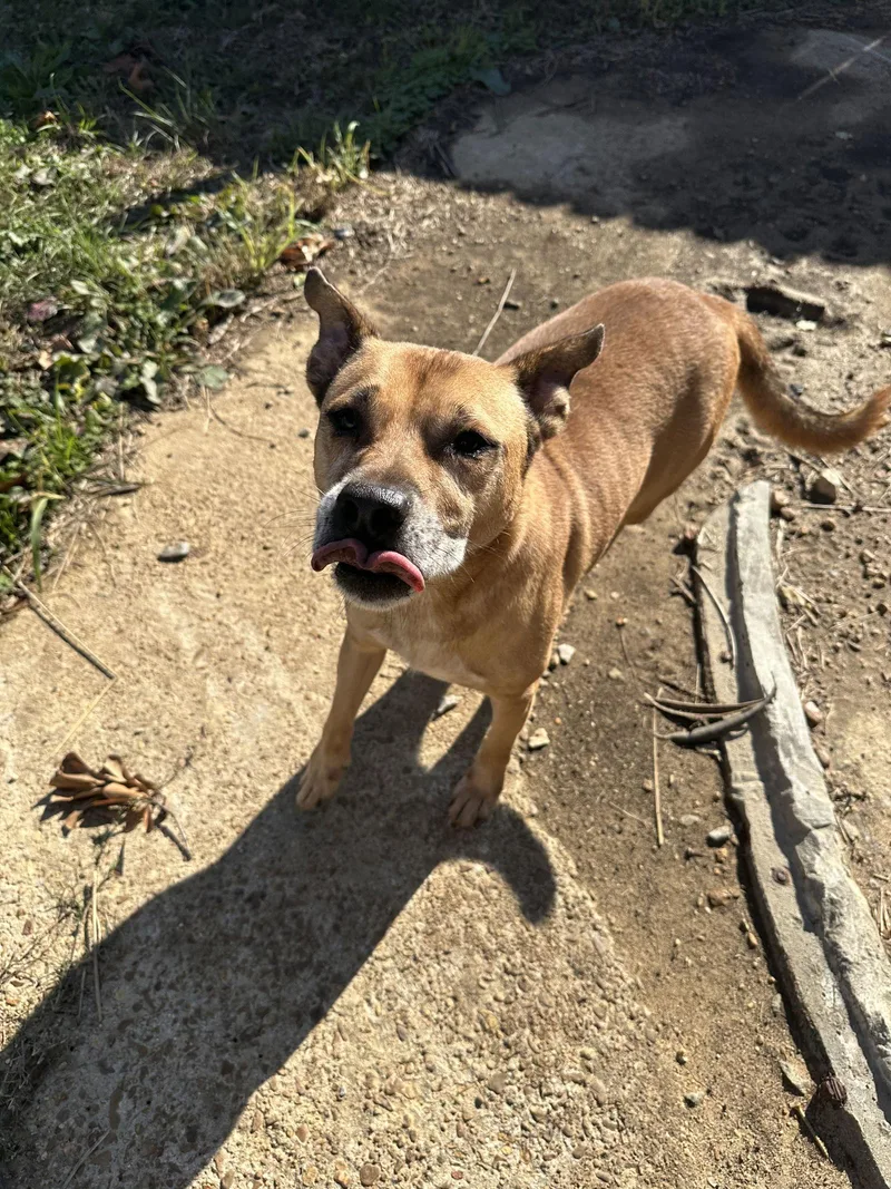 Billy Idol thumbnail 3