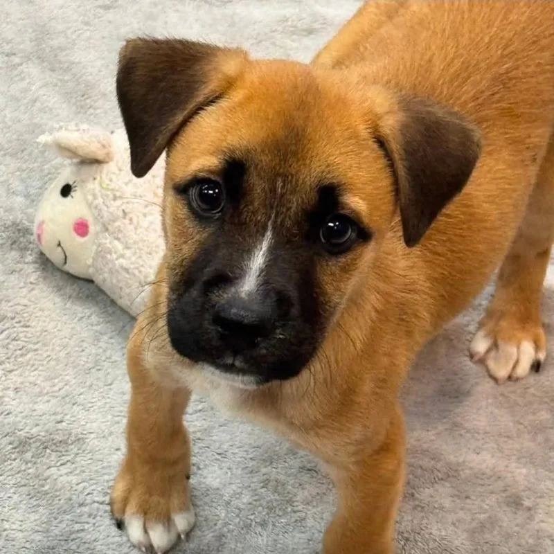 A baby small-sized male Yellow / Tan / Blond / Fawn Mixed Breed dog named Arthur for adoption in Alexandria, VA
