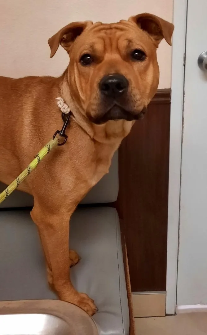 An adult medium-sized male Golden American Staffordshire Terrier dog named Juice for adoption in Las Vegas, NV
