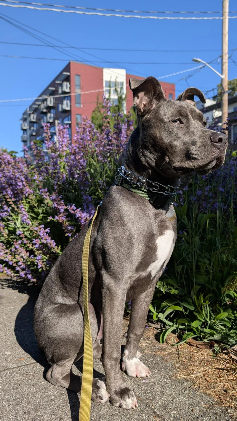 A young large-sized female Pit Bull Terrier dog named Bruce for adoption in Bothell, WA