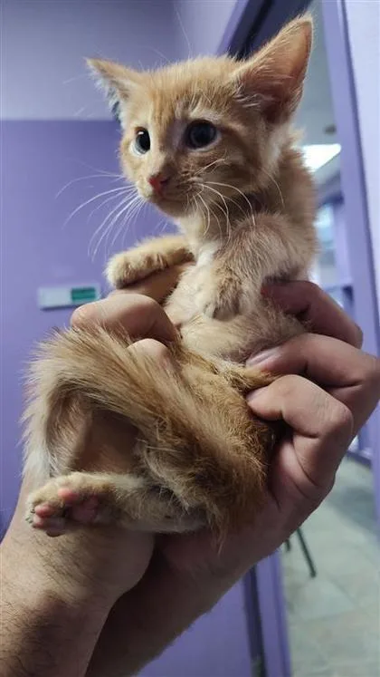 A baby small-sized male Orange / Red Domestic Medium Hair cat named 60830761 for adoption in El Paso, TX