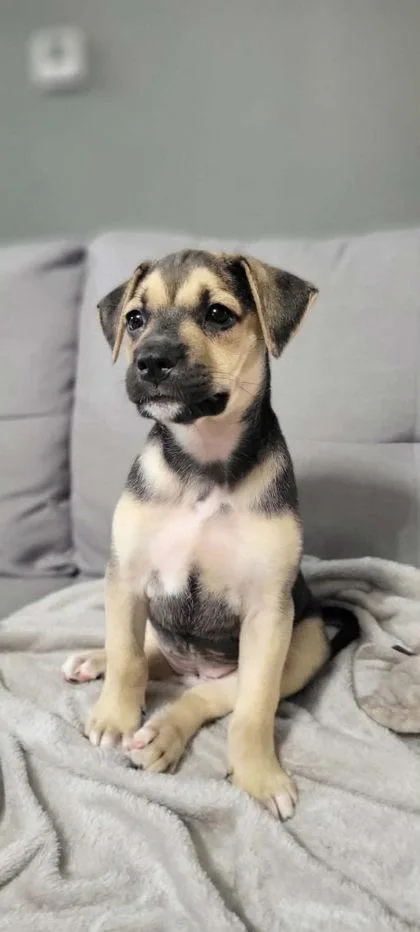 A baby large-sized female German Shepherd Dog dog named Tiana for adoption in Morton Grove, IL