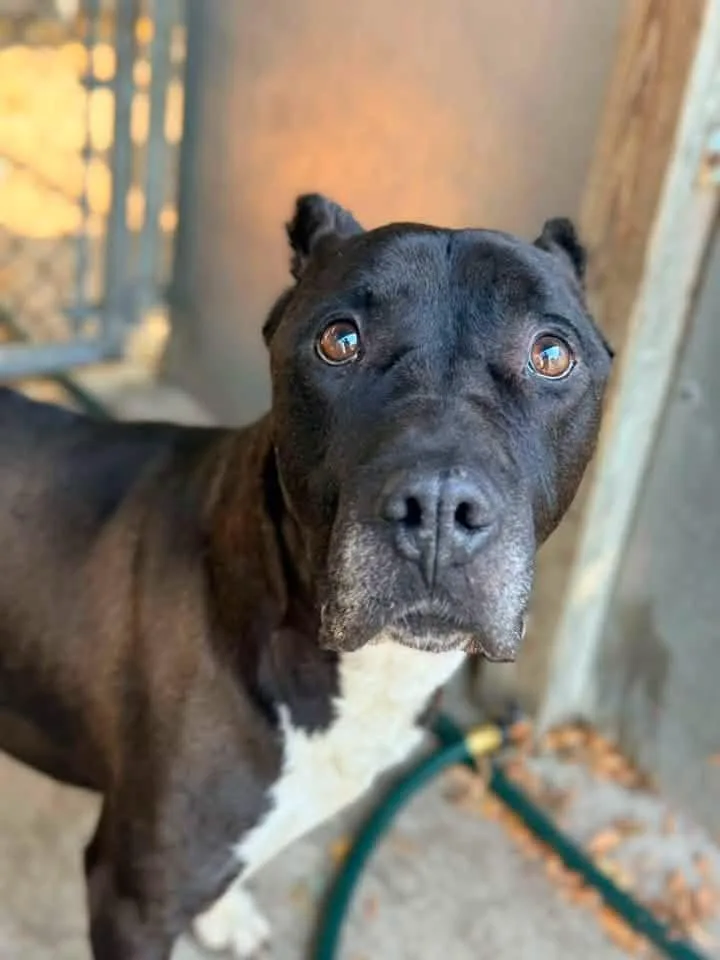 A senior medium-sized male Black Pit Bull Terrier dog named Diesel for adoption in Chicago, IL