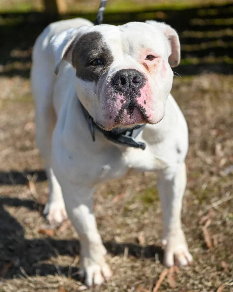 Da Free Bird thumbnail 3