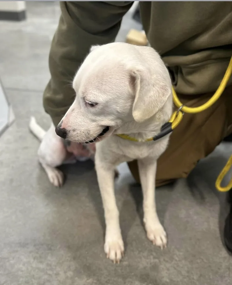A baby medium-sized female Bicolor Labrador Retriever dog named Baby for adoption in seaside heights, NJ
