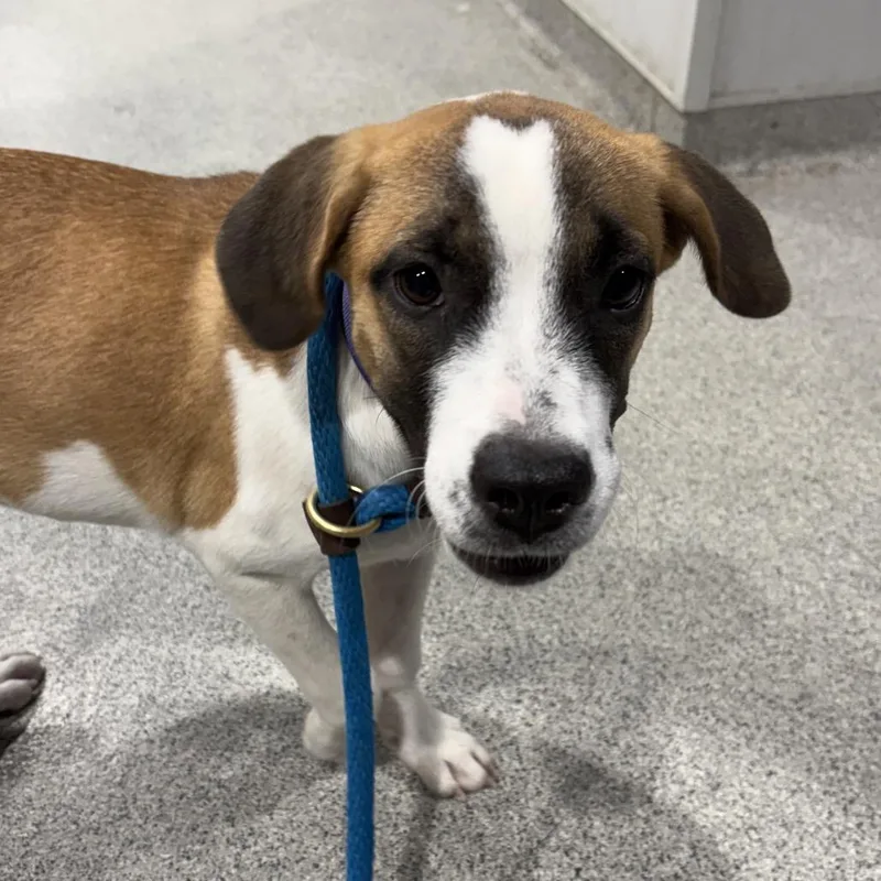 A baby medium-sized female White / Cream Hound dog named Heidi for adoption in Tampa, FL