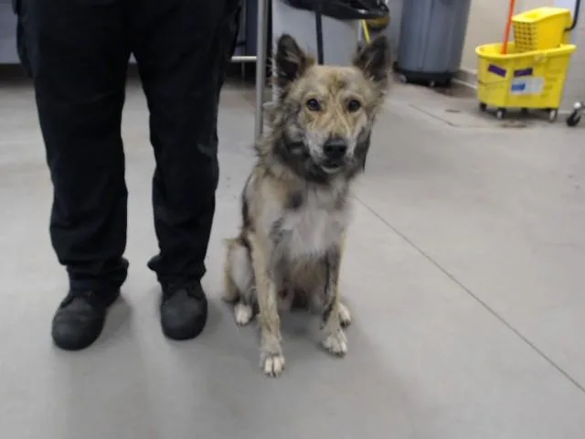 An adult large-sized male German Shepherd Dog dog named Atlas for adoption in Mesa, AZ