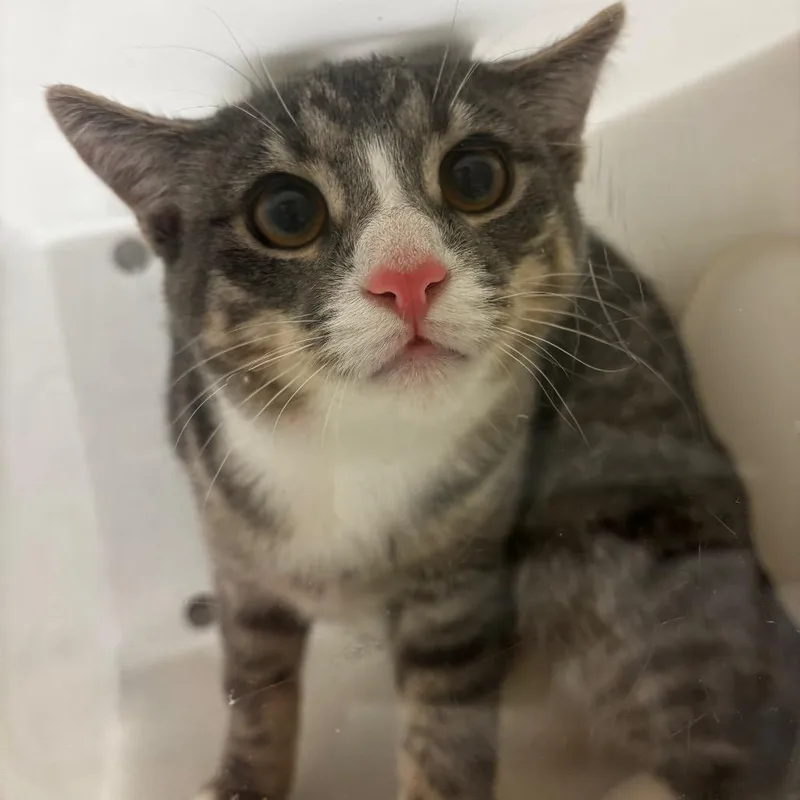 A young medium-sized male Gray / Blue / Silver Domestic Short Hair cat named Petrie Visit Me for adoption in Bristol, IN