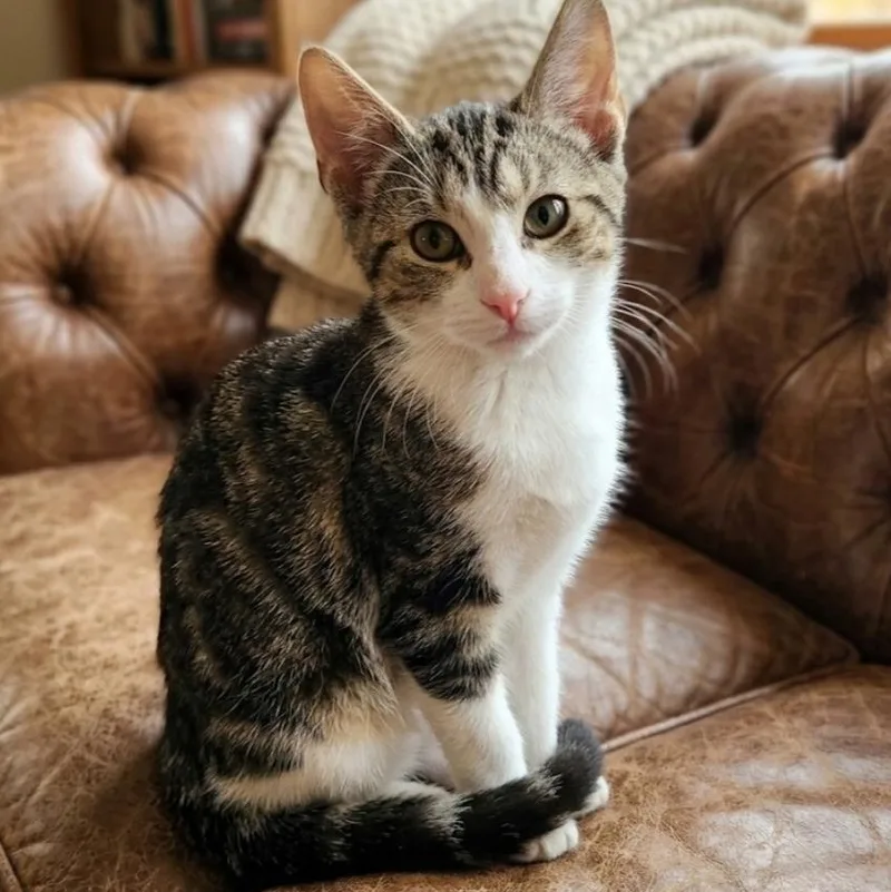 A baby medium-sized male Tabby cat named Kingston for adoption in Sewaren, NJ