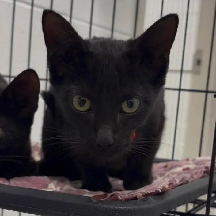 A baby small-sized female Domestic Short Hair cat named Mandy for adoption in Rocky Mount, VA