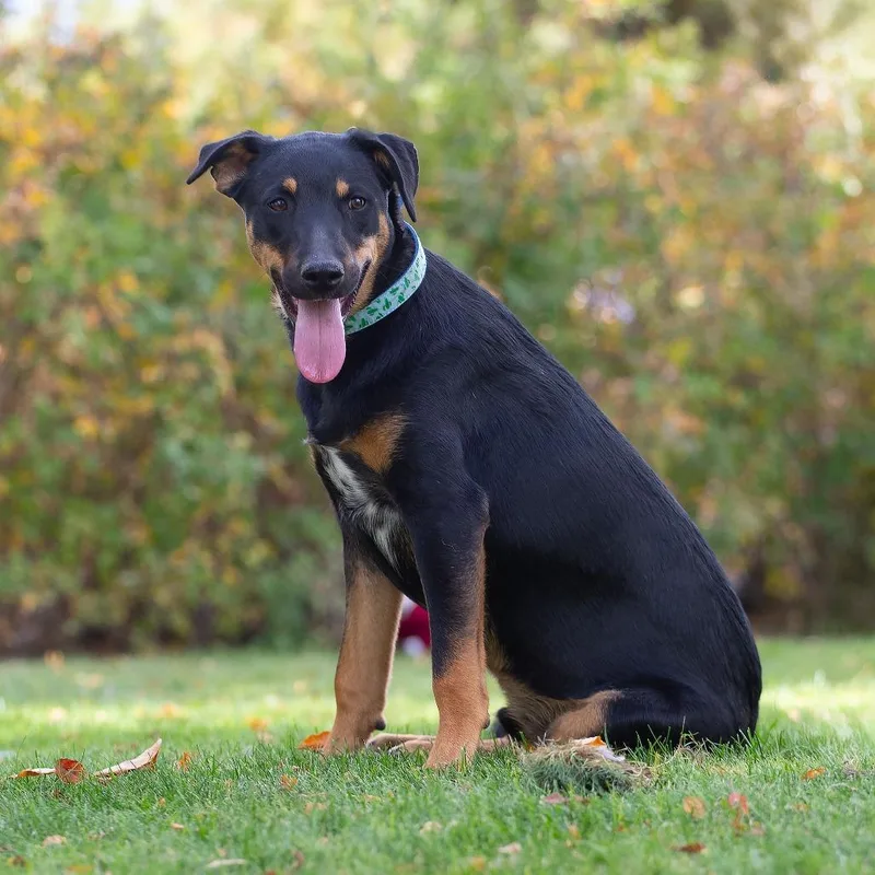 A young large-sized male Doberman Pinscher dog named Shaggy for adoption in Washoe Valley, NV