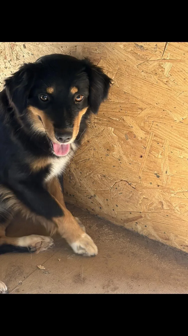 A baby medium-sized female Australian Shepherd dog named Lola for adoption in Paradise, TX