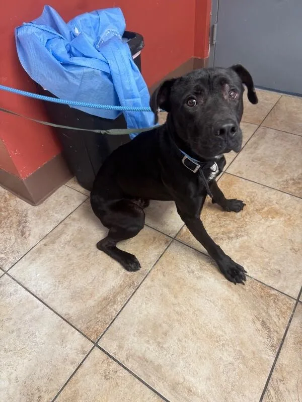 An adult large-sized male Black Mixed Breed dog named Murphy for adoption in Cincinnati, OH