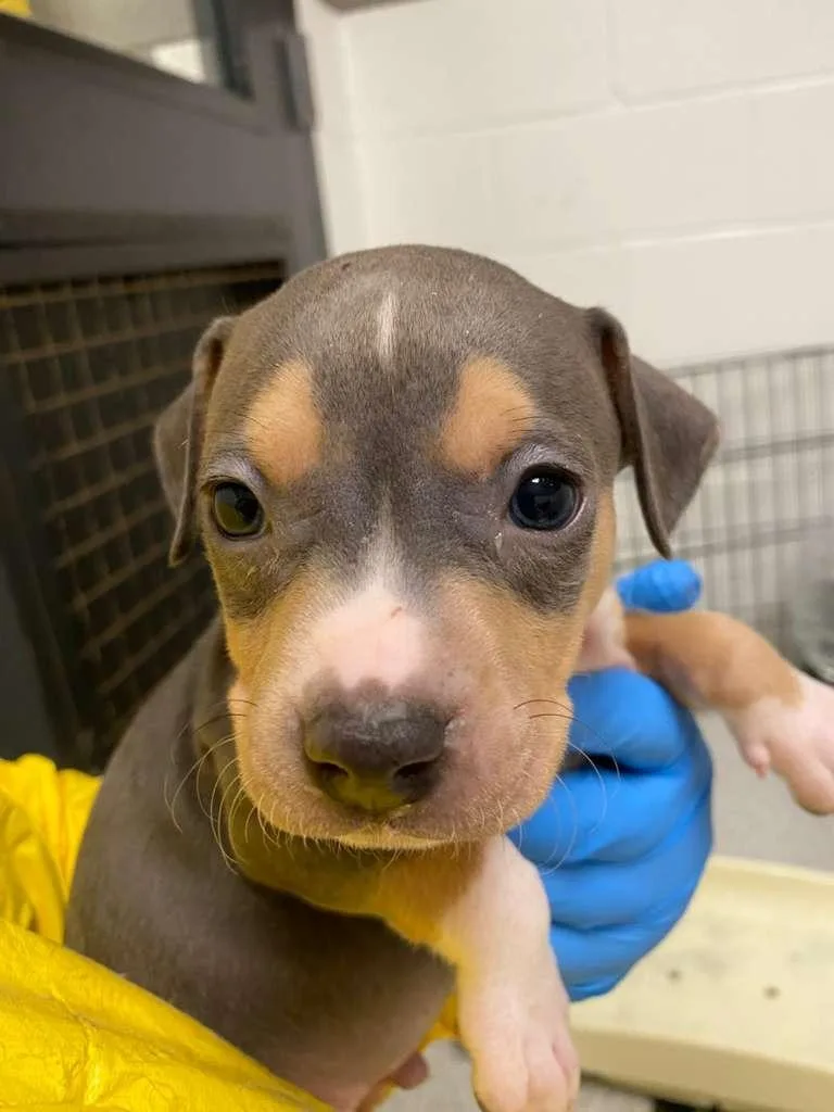 Frank Sinatra thumbnail 2