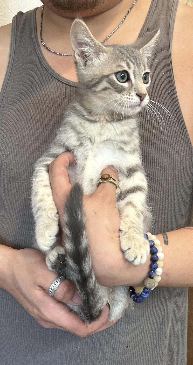 A baby medium-sized male Tabby cat named Pepino Napa for adoption in Napa, CA