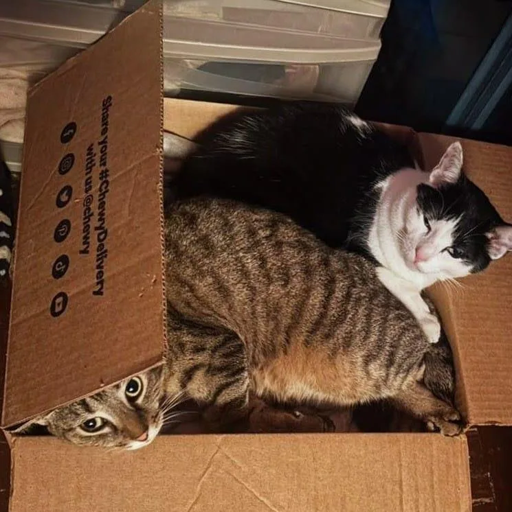 An adult small-sized female Domestic Short Hair cat named Minnie And Missy for adoption in New York, NY