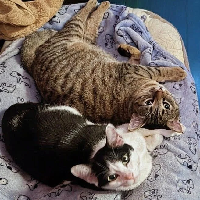 Minnie And Missy thumbnail 2