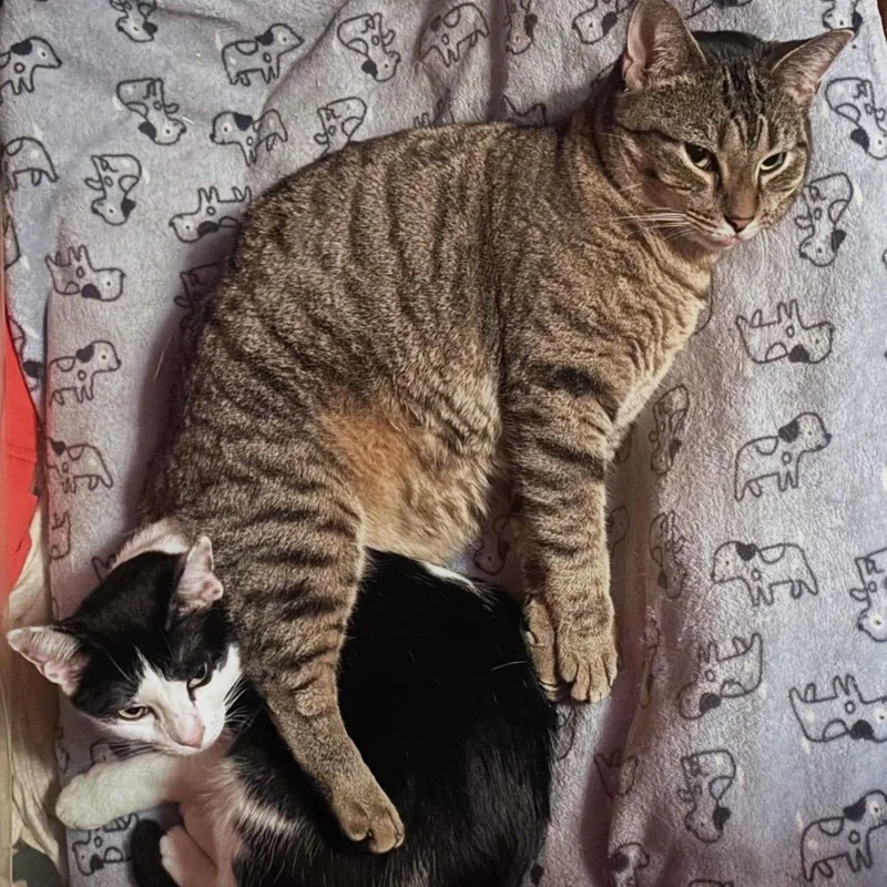 Minnie And Missy thumbnail 3