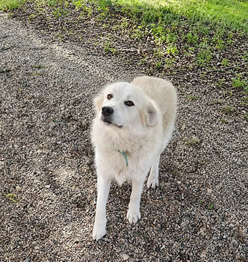 An adult large-sized female White / Cream Great Pyrenees dog named Sonic for adoption in Rockwell City, IA