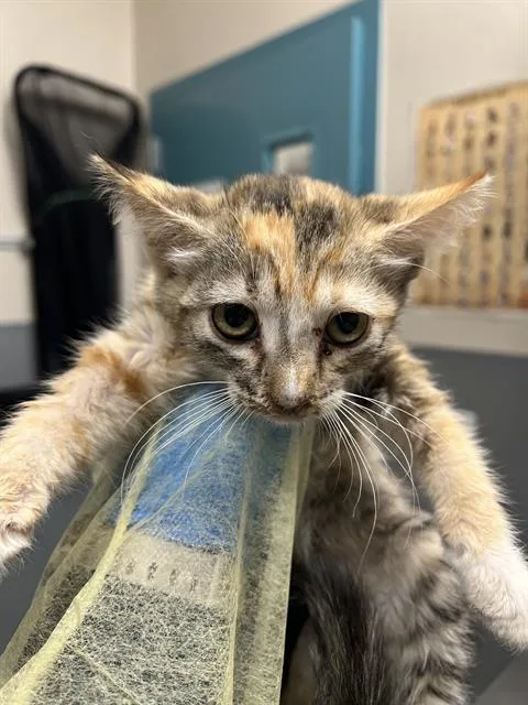 A baby small-sized female Domestic Short Hair cat named Lilac for adoption in Las Vegas, NV