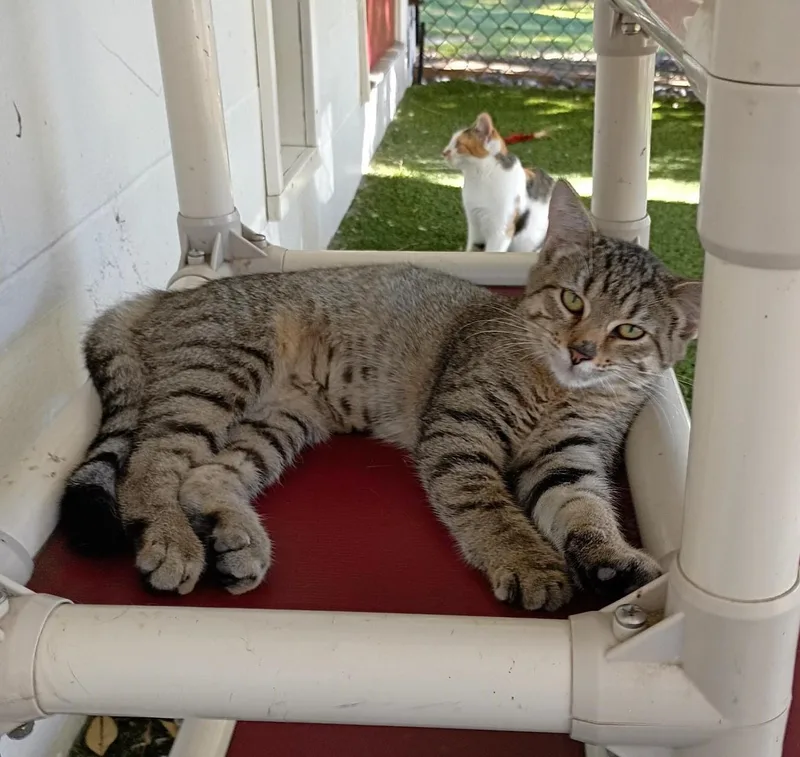 A baby small-sized female Tabby (Brown / Chocolate) Domestic Short Hair cat named Timber for adoption in Carthage, NC