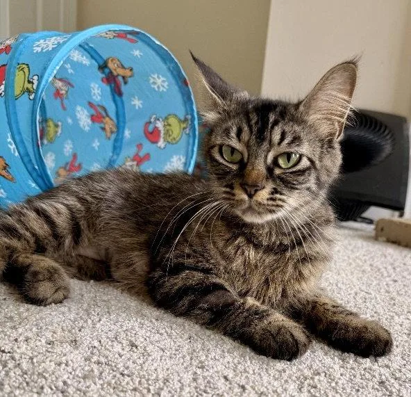 A young medium-sized female Tabby cat named Pepper for adoption in Garner, NC