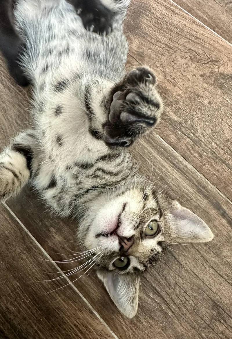 A baby medium-sized male Tabby (Gray / Blue / Silver) Domestic Short Hair cat named Rollie for adoption in Houston, TX