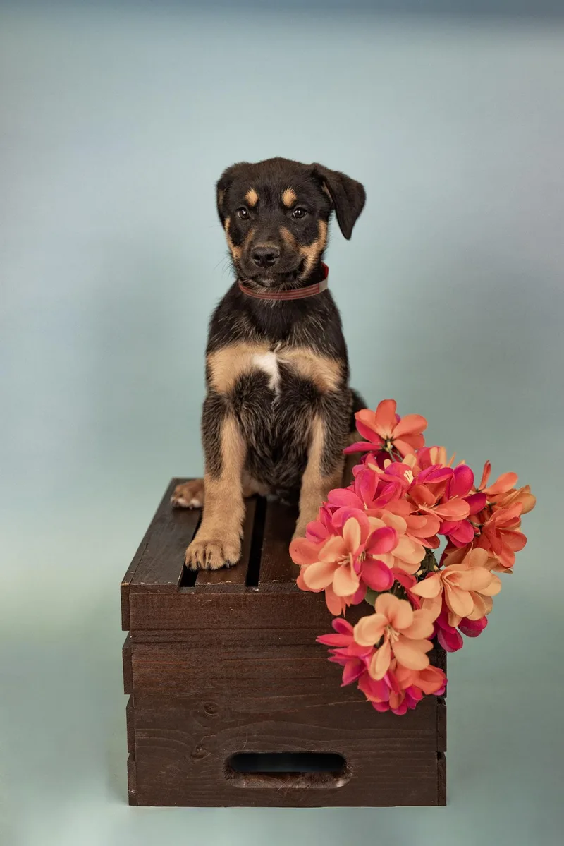 A baby medium-sized male Shepherd dog named 593-26 for adoption in Brighton, CO